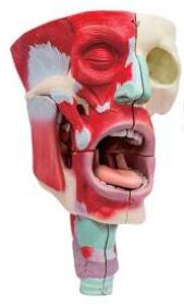 鼻、口、咽喉腔分解模型